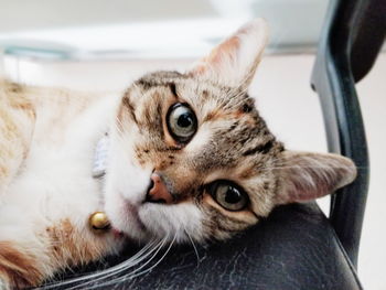 Close-up portrait of a cat