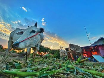 View of an animal on field against sky