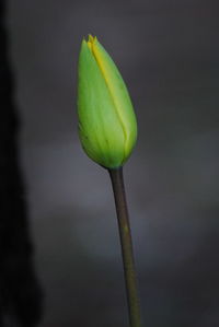 Close-up of plant