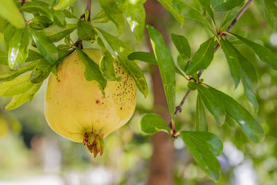 Close-up of fruit growing on tree