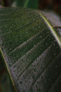 Close-up of wet leaf