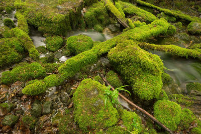 High angle view of stream amidst moss covered rocks at forest