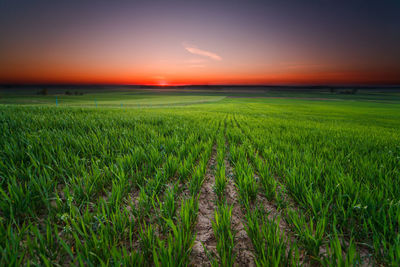 Scenic view of agricultural field against sky during sunset