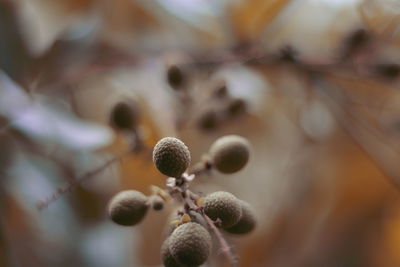 Close-up of flower buds growing on plant