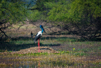 View of stork standing against forest