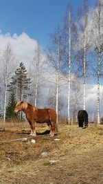 Horse against sky