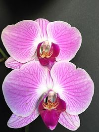 Close-up of pink flowers