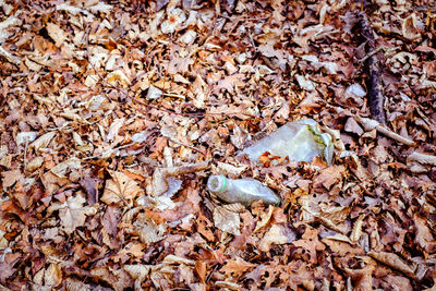 High angle view of dry leaves on ground