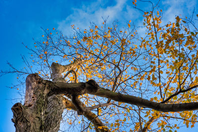 Low angle view of tree against sky