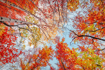 Low angle view of maple tree against sky