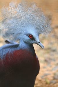 Close-up of pigeon