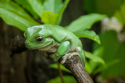 Close-up of tree frog on plant