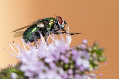 Close-up of insect on flower