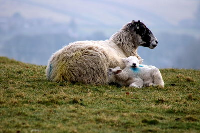 Sheep with lamb in a field