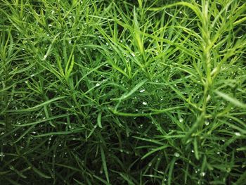 Full frame shot of wet grass