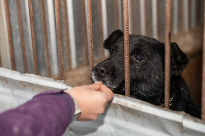 Homeless dog in a cage at a shelter. homeless dog behind the bars looks with huge sad eyes