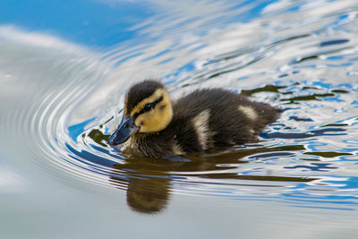 Duckling swimming in lake