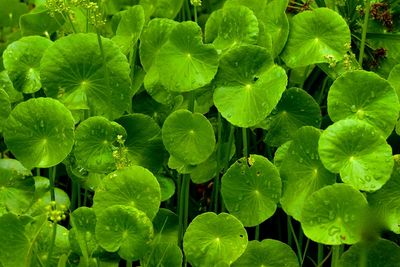 High angle view of raindrops on green leaves