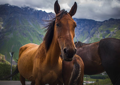 Horses standing in ranch