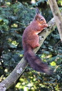 Monkey sitting on tree branch