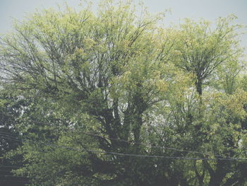 Low angle view of trees
