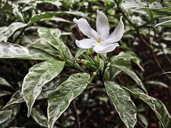 Close-up of flower blooming in spring