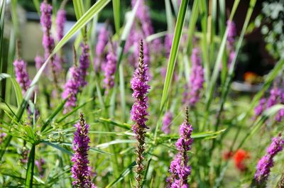 Close-up of purple flowering plants