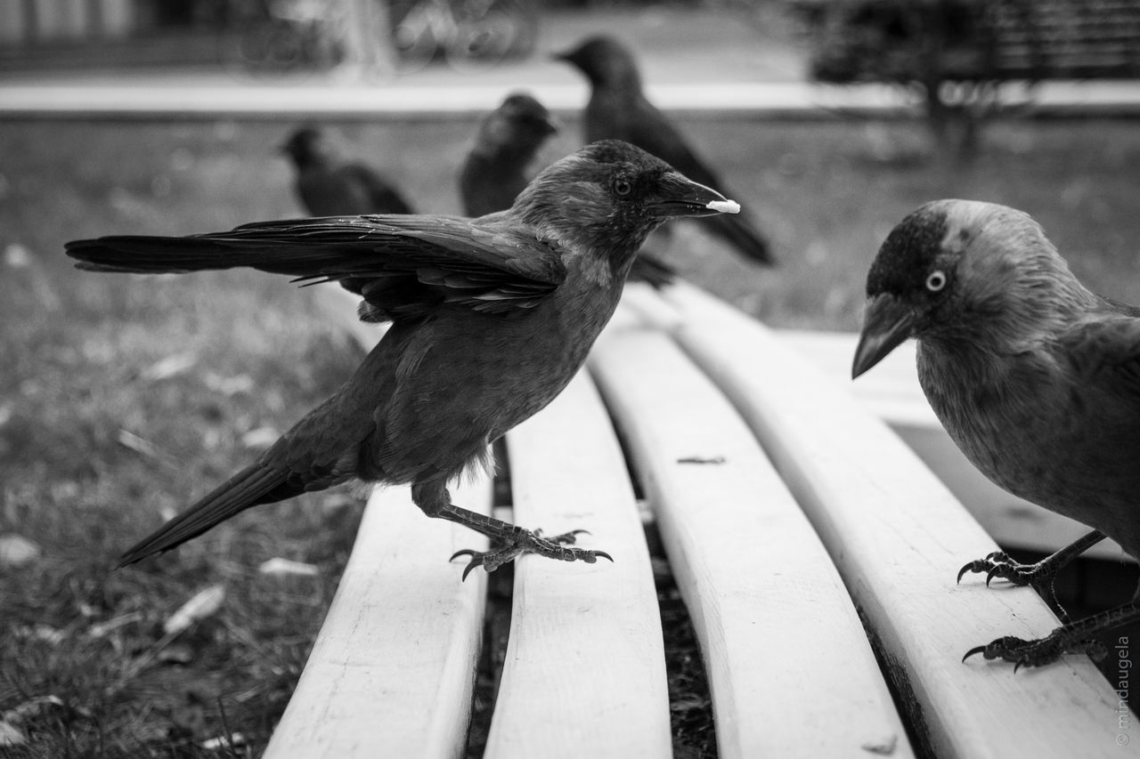 CLOSE-UP OF BIRD ON RAILING