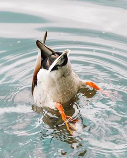 Close-up of duck swimming in lake