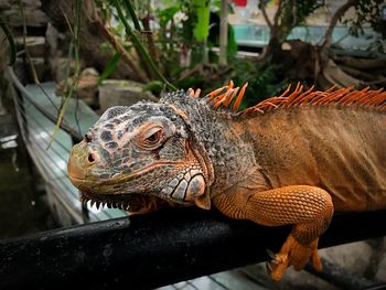 Close-up of lizard