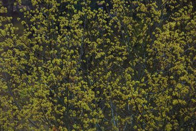 Full frame shot of yellow flowering plants