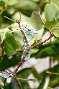 Close-up of insect on plant