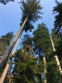 Low angle view of trees against sky