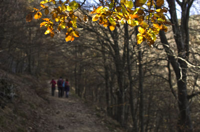 People walking in forest