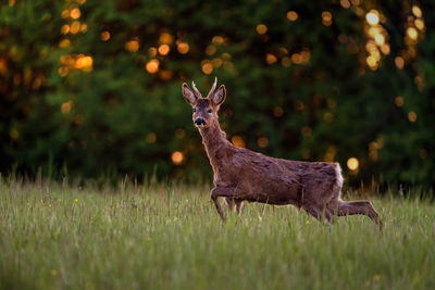 Deer standing on field