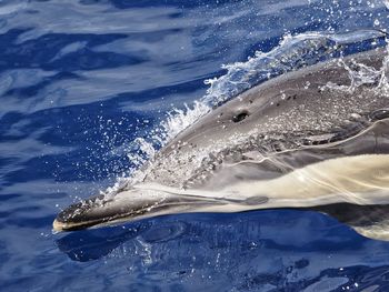 High angle view of dolphin swimming in sea