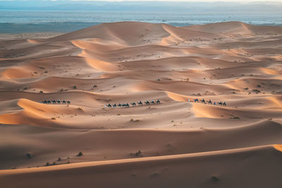 Aerial view of camels in desert