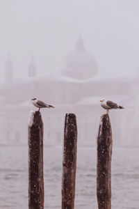 Close-up of bird perching on wooden post