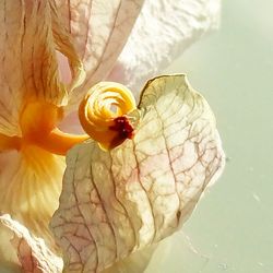 Close-up of flowers