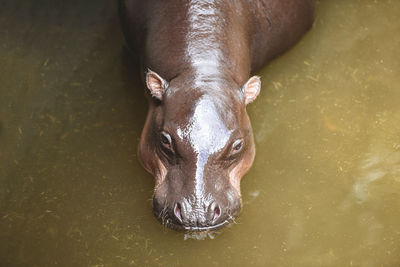 Portrait of horse in water