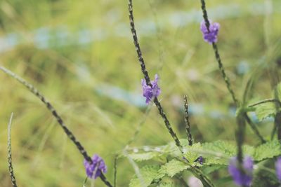 Close-up of purple flowering plant