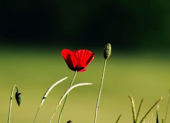 Close-up of red poppy flower