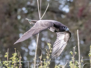 Close-up of bird flying