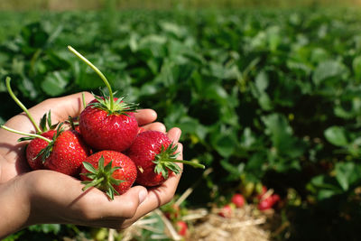 Midsection of man holding strawberries