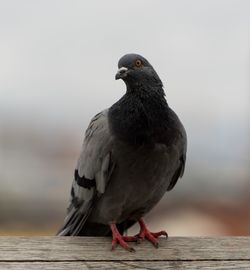 Close-up of bird perching on wood