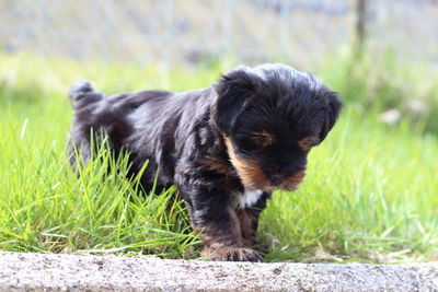 View of dog on grass