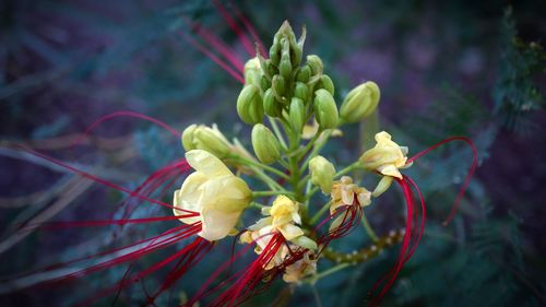 Close-up of flowering plant