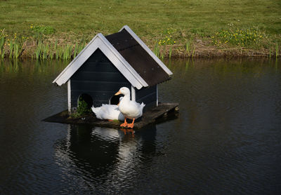 Swan floating on a lake