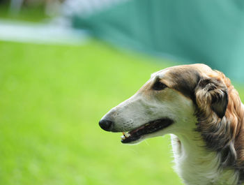 Close-up of dog looking away