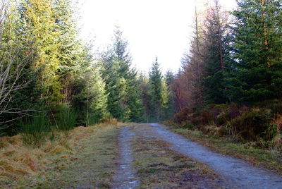 Road amidst trees in forest against clear sky